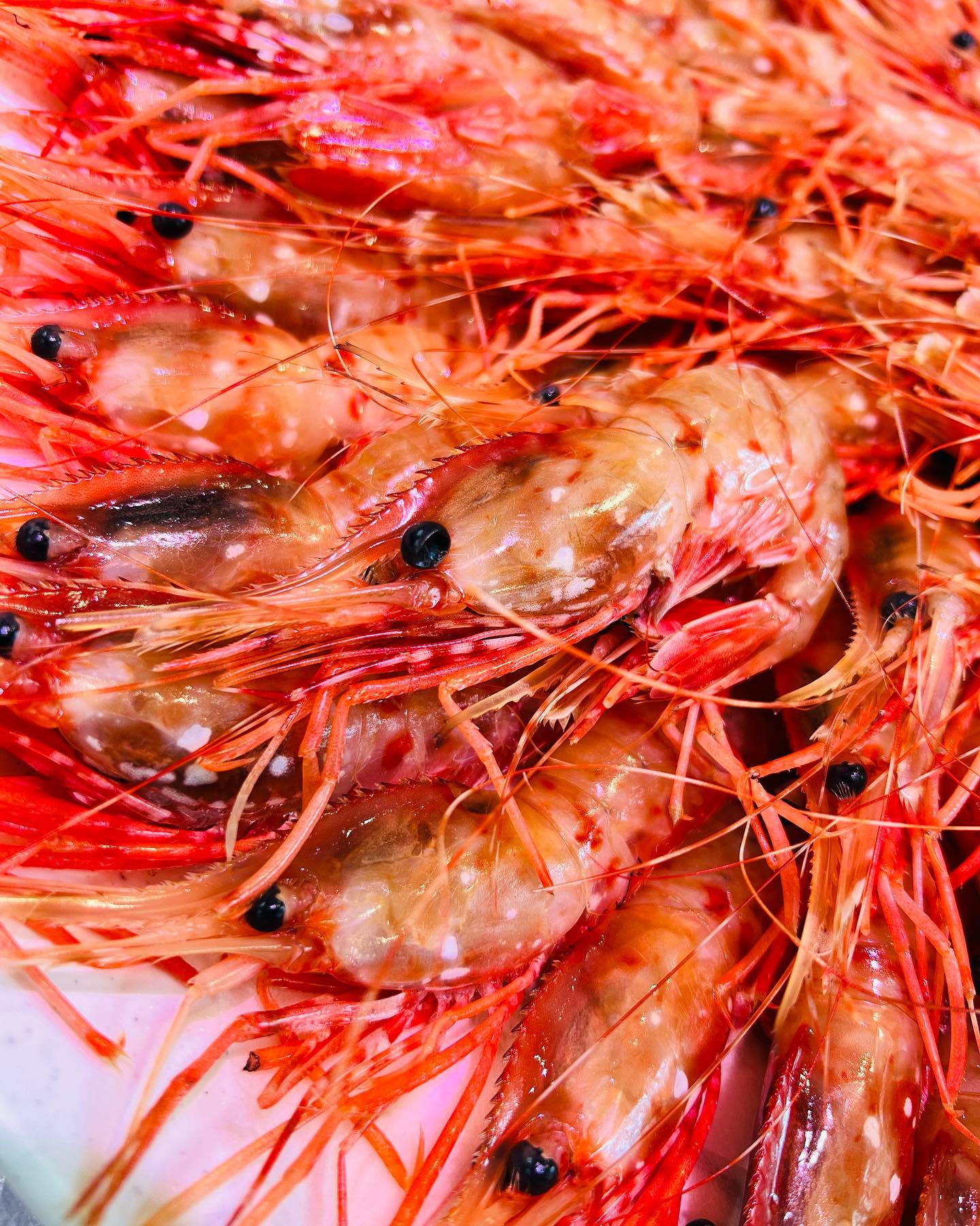 円山うおいち本日のおススメは苫前町産　生ボタンエビ🦐ですぷりぷりで新鮮な生ボタンエビ🦐いかがですか？一尾180円です札幌市中央区大通西23丁目2-14TEL 011-633-0501営業時間AM10:00-PM20:00※コロナ感染予防対策で入店の人数制限をさせて頂いております。お待たせする事があるかと思いますが、ご協力お願いいたします。#魚一#うおいち#刺身#刺身テイクアウト#刺身配達#寿司#寿司配達#寿司テイクアウト#円山テイクアウト#札幌テイクアウト#札幌#円山#おうち時間#おうちごはん#美味しいお刺身#美味しいお寿司#魚屋#お魚屋さん