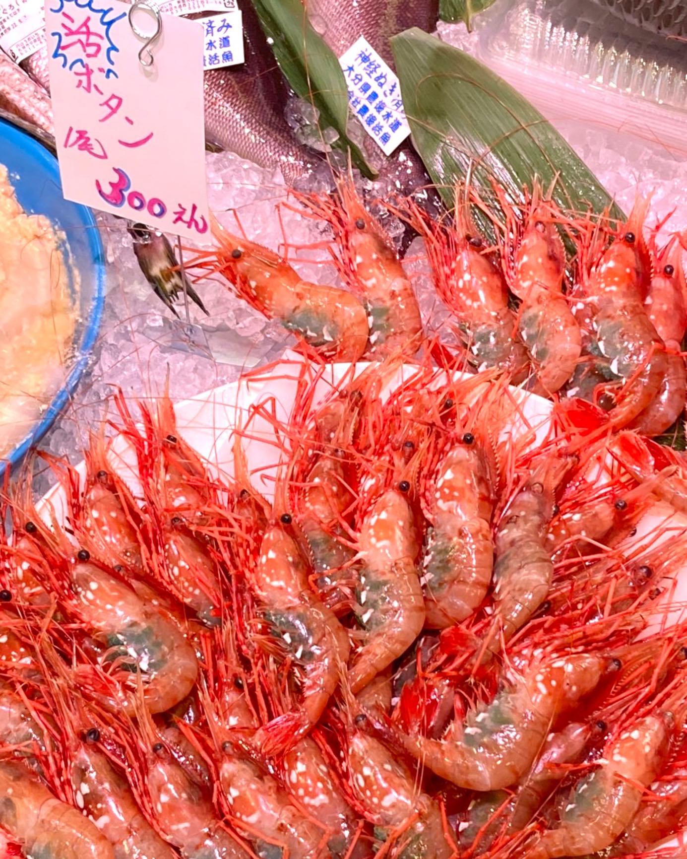 円山うおいち本日、『噴火湾産 活ボタンエビ 』入荷致しました🦐1尾300円の子持ちです皆さまのご来店をお待ちしております♪円山うおいち札幌市中央区大通西23丁目2-14TEL 011-633-0501営業時間AM10:00-PM20:00※コロナ感染予防対策で入店の人数制限をさせて頂いております。お待たせする事があるかと思いますが、ご協力お願いいたします。#魚一#うおいち#刺身の#刺身テイクアウト#刺身配達#寿司#寿司配達#寿司テイクアウト#円山テイクアウト#札幌テイクアウト#札幌#円山#おうち時間#おうちごはん#美味しいお刺身#美味しいお寿司#魚屋#お魚屋さん